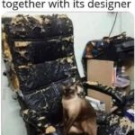 Funny Cat Memes