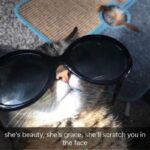 Funny Cat Memes