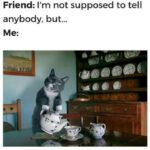 Funny Cat Memes