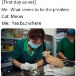 Funny Cat Memes