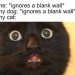 Funny Cat Memes