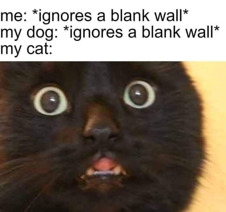 Funny Cat Memes