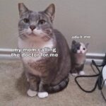 Funny Cat Memes