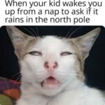 Funny Cat Memes