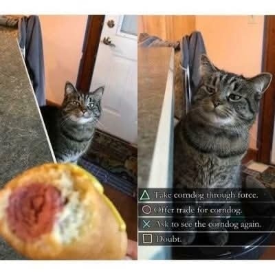 Funny Cat Memes