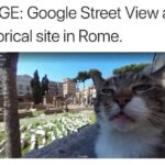 Funny Cat Memes