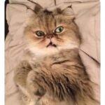 Funny Cat Memes