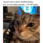 Funny Cat Memes