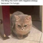 Funny Cat Memes