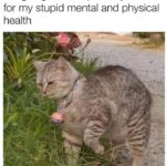 Funny Cat Memes