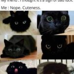 Funny Cat Memes