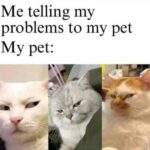 Funny Cat Memes