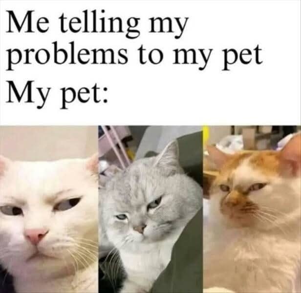 Funny Cat Memes