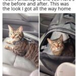 Funny Cat Memes