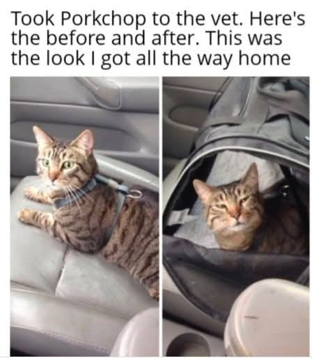 Funny Cat Memes