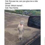 Funny Cat Memes