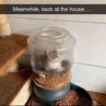 Funny Cat Memes