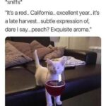 Funny Cat Memes