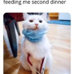 Funny Cat Memes