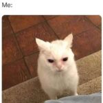 Funny Cat Memes