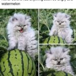 Funny Cat Memes