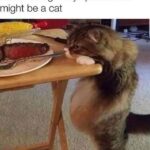 Funny Cat Memes