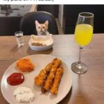 Funny Cat Memes