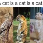 Funny Cat Memes