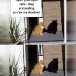 Funny Cat Memes