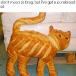 Funny Cat Memes