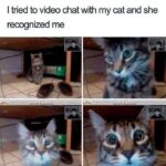 Funny Cat Memes