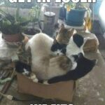 Funny Cat Memes