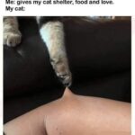 Funny Cat Memes