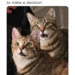 Funny Cat Memes