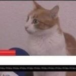 Funny Cat Memes