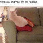 Funny Cat Memes