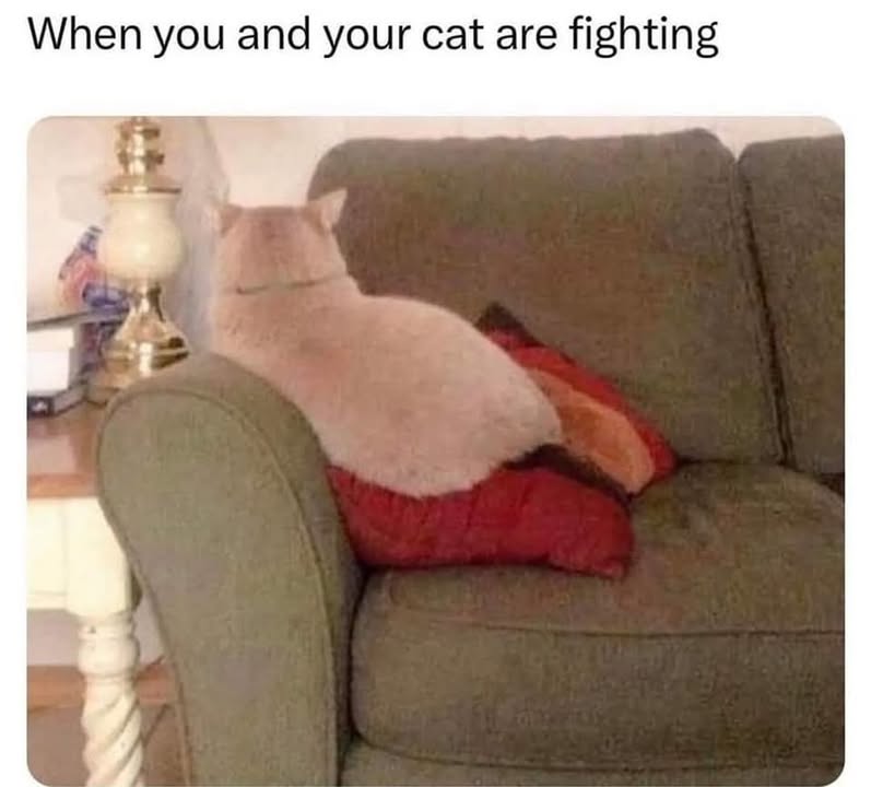 Funny Cat Memes