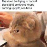 Funny Cat Memes