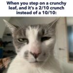 Funny Cat Memes