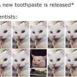 Funny Cat Memes