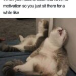 Funny Cat Memes