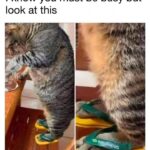 Funny Cat Memes