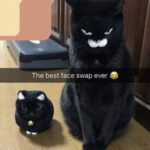 Funny Cat Memes