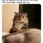 Funny Cat Memes