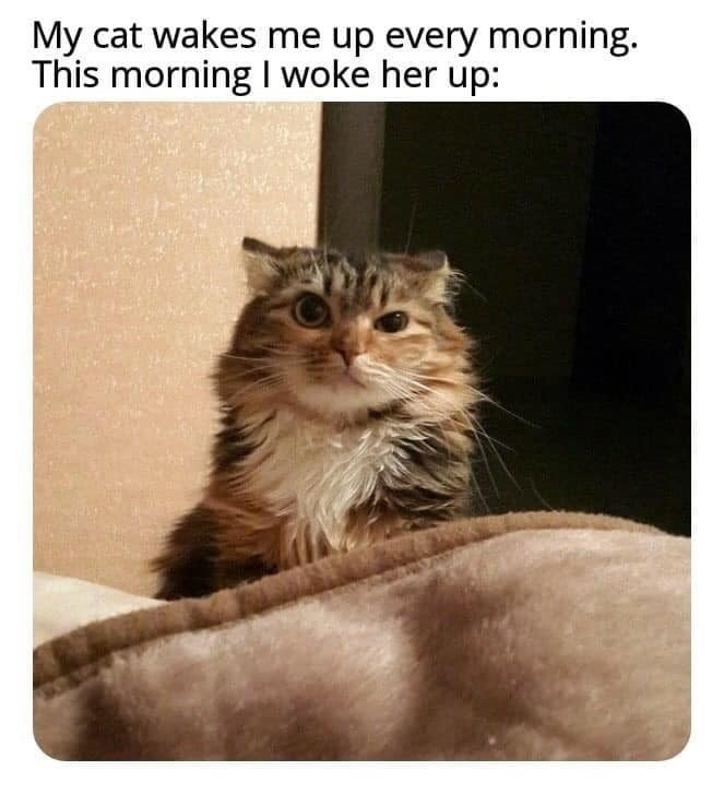 Funny Cat Memes