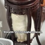 Funny Cat Memes