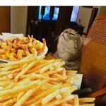 Funny Cat Memes