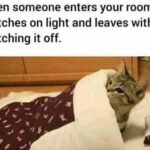 Funny Cat Memes