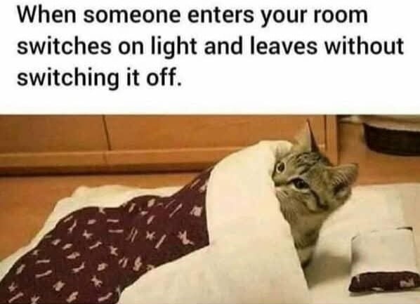 Funny Cat Memes