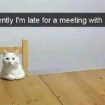 Funny Cat Memes